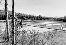 Reisfelder, Odisha, Indien