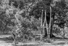 Totem, Odisha, Indien