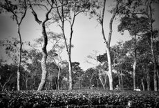 Teeplantage in Assam, In dien